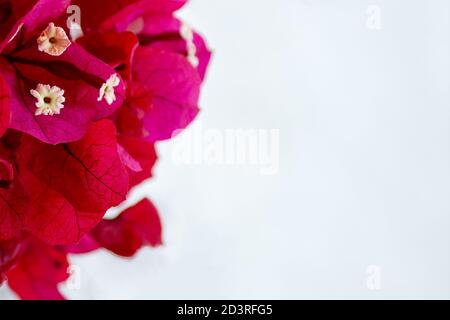 Gruppe von roten Bougainvillea Blumen auf einem weißen Hintergrund mit viel Platz für Text auf der rechten Seite. Stockfoto