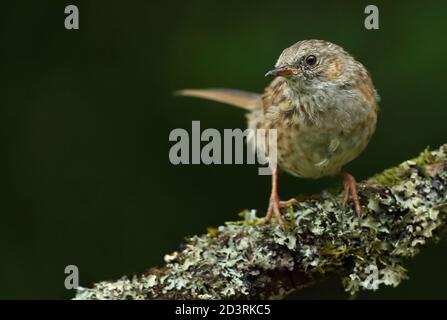Erwachsene Dunnock oder Hedgesparrow ( Prunella modularis ) im walisischen Wald bei Llanidloes, aufgenommen im Sommer 2020. Stockfoto