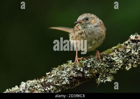 Dunnock oder Hedgesparrow ( Prunella modularis ) thront, aufgenommen in Wales 2020. Stockfoto