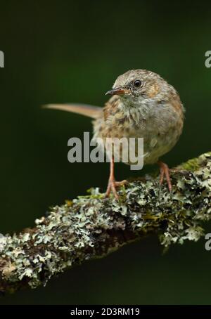 Erwachsene Dunnock oder Hedgesparrow ( Prunella modularis ) im walisischen Wald bei Llanidloes, aufgenommen im Sommer 2020. Stockfoto
