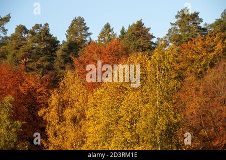 Herbstlandschaft mit bunten Blättern in Schweden. Stockfoto