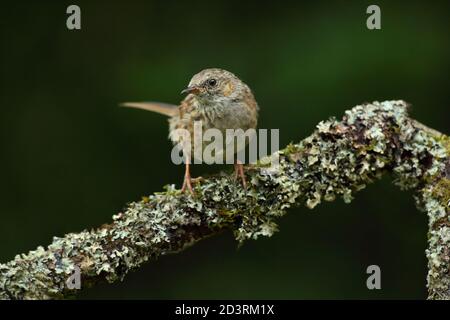 Dunnock oder Hedgesparrow ( Prunella modularis ) thront, aufgenommen in Wales 2020. Stockfoto