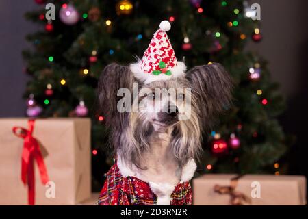 Niedliche chinesische Haube Hund in einem Silvester Kleid sitzt in der Nähe des weihnachtsbaumes. Haustiere. Traditionelle Feiertage. Stockfoto