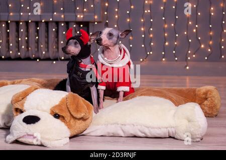 Zwei niedliche amerikanische haarlose Terrier sitzen auf einem Spielzeug weichen Hund. Haustiere. Traditionelle Feiertage. Stockfoto