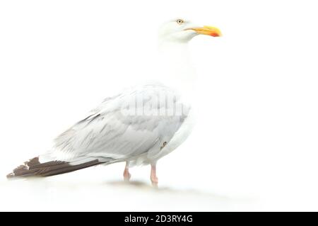 Überbelichtete 'High-Key'-Aufnahme der europäischen Heringsmöwe ( Larus argentatus ) vor weißem Hintergrund, aufgenommen am New Quay Wales 2020. Stockfoto