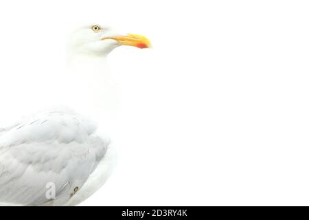 Überbelichtete 'High-Key'-Aufnahme der europäischen Heringsmöwe ( Larus argentatus ) vor weißem Hintergrund, aufgenommen am New Quay Wales 2020. Stockfoto