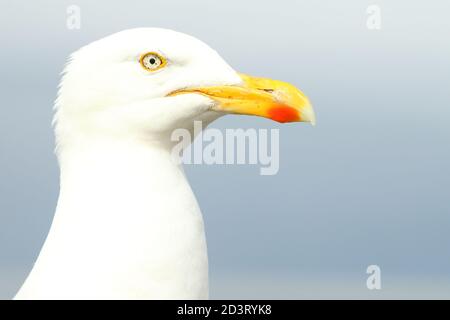 Enges Porträt der europäischen Heringsmöwe (Larus argentatus) mit Sommergefieder und Schnabelmarkierungen und Details. Nehmen Sie die New Quay Wales 2020 Stockfoto