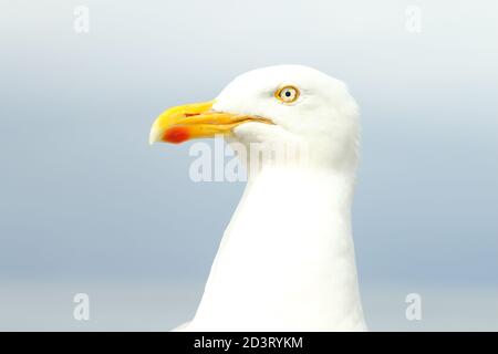 Enges Porträt der europäischen Heringsmöwe (Larus argentatus) mit Sommergefieder und Schnabelmarkierungen und Details. Nehmen Sie die New Quay Wales 2020 Stockfoto