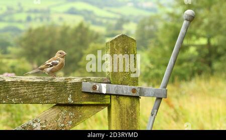 Weitwinkelaufnahme des weiblichen Common Chaffinch ( Fringilla coelebs ) in seiner Umgebung zeigt rollende walisische Landschaft und Ackerland. Stockfoto