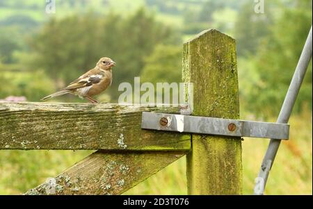 Weitwinkelaufnahme des weiblichen Common Chaffinch ( Fringilla coelebs ) in seiner Umgebung zeigt rollende walisische Landschaft und Ackerland. Stockfoto