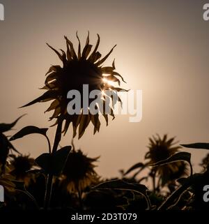 Nahaufnahme des gelben Sonnenblumenkopfes Stockfoto