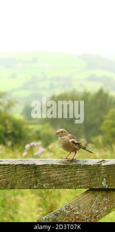 Weitwinkelaufnahme des weiblichen Common Chaffinch ( Fringilla coelebs ) in seiner Umgebung zeigt rollende walisische Landschaft und Ackerland. Stockfoto