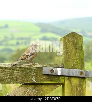 Weitwinkelaufnahme des weiblichen Common Chaffinch ( Fringilla coelebs ) in seiner Umgebung zeigt rollende walisische Landschaft und Ackerland. Stockfoto