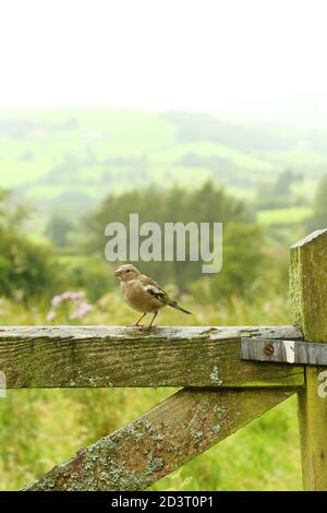 Weitwinkelaufnahme des weiblichen Common Chaffinch ( Fringilla coelebs ) in seiner Umgebung zeigt rollende walisische Landschaft und Ackerland. Stockfoto