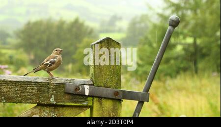 Weitwinkelaufnahme des weiblichen Common Chaffinch ( Fringilla coelebs ) in seiner Umgebung zeigt rollende walisische Landschaft und Ackerland. Stockfoto