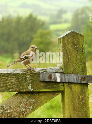 Weitwinkelaufnahme des weiblichen Common Chaffinch ( Fringilla coelebs ) in seiner Umgebung zeigt rollende walisische Landschaft und Ackerland. Stockfoto