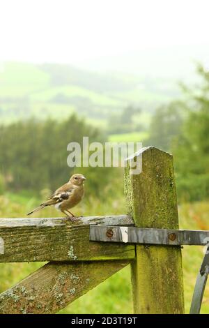 Weitwinkelaufnahme des weiblichen Common Chaffinch ( Fringilla coelebs ) in seiner Umgebung zeigt rollende walisische Landschaft und Ackerland. Stockfoto