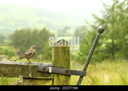Weitwinkelaufnahme des weiblichen Common Chaffinch ( Fringilla coelebs ) in seiner Umgebung zeigt rollende walisische Landschaft und Ackerland. Stockfoto