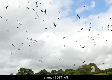 Große Rotkites-Herde ( Milvus milvus ) umkreist und schweben über Gigrin Farm Futterstation in Wales, zeigt Tauchen und kreisenden Verhalten. Stockfoto