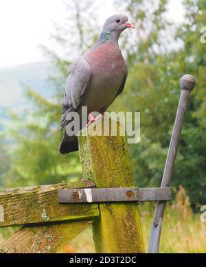 Weitwinkel-Bild von Stock Dove ( Columba oenas ) in der typischen Umgebung der hügeligen walisischen Landschaft, thront auf Pfosten, August 2020. Stockfoto