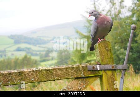 Weitwinkel-Bild von Stock Dove ( Columba oenas ) in der typischen Umgebung der hügeligen walisischen Landschaft, thront auf Pfosten, August 2020. Stockfoto