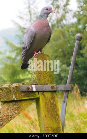 Weitwinkel-Bild von Stock Dove ( Columba oenas ) in der typischen Umgebung der hügeligen walisischen Landschaft, thront auf Pfosten, August 2020. Stockfoto