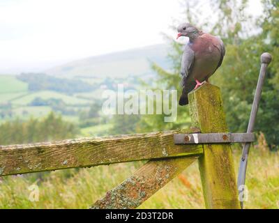 Weitwinkel-Bild von Stock Dove ( Columba oenas ) in der typischen Umgebung der hügeligen walisischen Landschaft, thront auf Pfosten, August 2020. Stockfoto