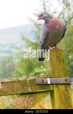 Weitwinkel-Bild von Stock Dove ( Columba oenas ) in der typischen Umgebung der hügeligen walisischen Landschaft, thront auf Pfosten, August 2020. Stockfoto