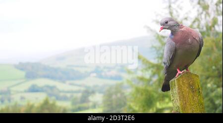 Weitwinkel-Bild von Stock Dove ( Columba oenas ) in der typischen Umgebung der hügeligen walisischen Landschaft, thront auf Pfosten, August 2020. Stockfoto