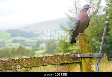 Weitwinkel-Bild von Stock Dove ( Columba oenas ) in der typischen Umgebung der hügeligen walisischen Landschaft, thront auf Pfosten, August 2020. Stockfoto