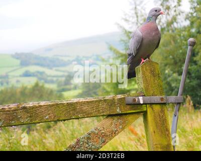 Weitwinkel-Bild von Stock Dove ( Columba oenas ) in der typischen Umgebung der hügeligen walisischen Landschaft, thront auf Pfosten, August 2020. Stockfoto