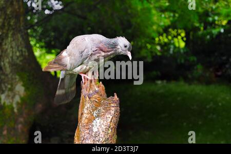 Weitwinkel-Bild von Stock Dove ( Columba oenas ) in bewaldeten walisischen Tal auf Stumpf thront, August 2020. Stockfoto