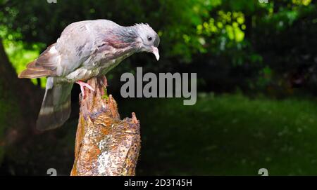 Weitwinkel-Bild von Stock Dove ( Columba oenas ) in bewaldeten walisischen Tal auf Stumpf thront, August 2020. Stockfoto