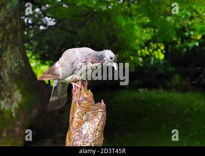 Weitwinkel-Bild von Stock Dove ( Columba oenas ) in bewaldeten walisischen Tal auf Stumpf thront, August 2020. Stockfoto