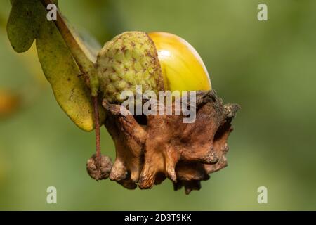 Knopper Gall, eine chemisch induzierte Verzerrung der wachsenden Eicheln auf hängenden Eichen, die durch die zynipide Gallenwespe Andicus quercuscalicis, UK, verursacht wird Stockfoto