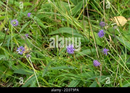 Teufelskraut (Succisa pratensis) blühende Wildblumen im Grasland, Großbritannien Stockfoto