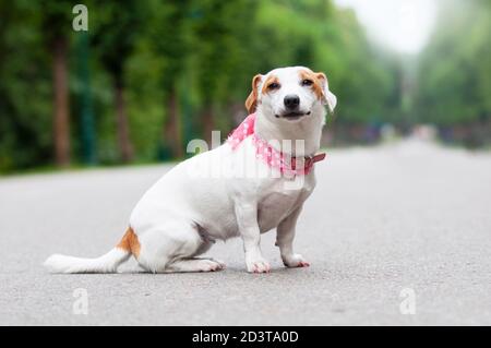 Hund, Jack Russel Terrier, Spielzeug, Wiese, Lüge Hund, Jack Russel Terrier, Spielzeug, Wiese, Lüge