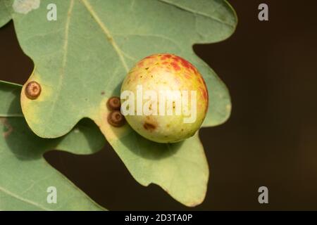 Kirschgalle auf der Unterseite eines englischen Eichenblattes verursacht durch die Gallenwespe Cynaps quercusfolii, UK Stockfoto