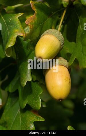 Zwei Eicheln auf einer englischen Eiche, auch Eiche genannt oder Pendunculateiche (Quercus robur), Großbritannien, im Oktober Stockfoto