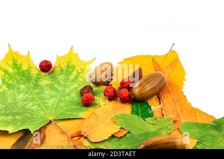Acorn auf weißem Hintergrund Stockfoto