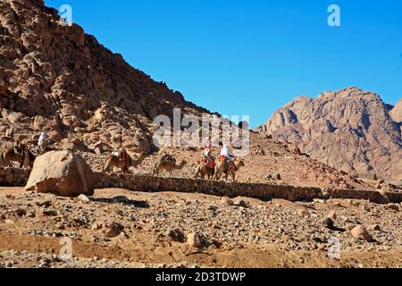 Lokale arabische Männer reisen mit Kamelen in der Sinai Wüste in der Nähe von Kloster St. Katharina Stockfoto