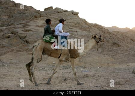 Zwei lokale arabische Jungen reiten auf einem Kamel Die Sinai-Wüste Stockfoto