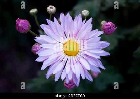 Schöne rosa, violette und weiße Onustomblume (lisianthus) in voller Blüte mit grünen Blättern. Blumenstrauß auf weißem Hintergrund. Stockfoto