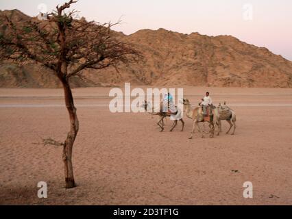 Lokale arabische Männer reisen auf Kamelen im Sinai Wüste Stockfoto