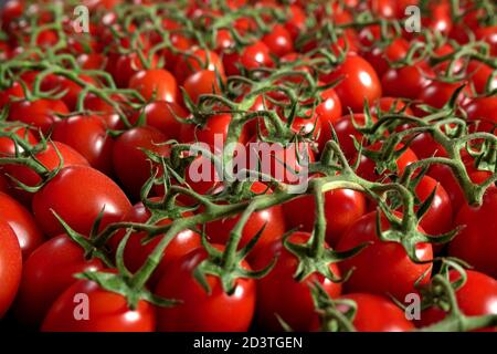 Haufen von kleinen Tomaten mit grünen Stielen, Nahaufnahme Detail Stockfoto