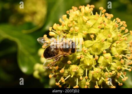 Honigbiene (APIs mellifera), die sich in einem Garten in Somerset von Nektar der Efeu-Blume ernährt Stockfoto