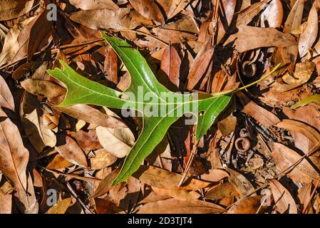 Neue türkei Eichenblatt fällt zu Boden unter toten Blättern während des Frühlings Sturm in Nord-Central Florida. Stockfoto