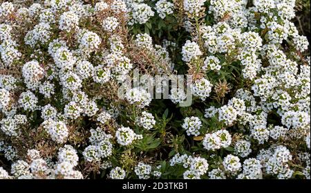 Hintergrund der weißen Blüten von Iberis, blüht die Evergreen Candytuft . Stockfoto