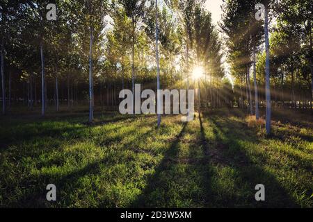 Die untergehende Sonne verzaubert einen Laubwald mit leuchtenden Goldfarben, Panoramaaufnahme von perfekt ausgerichteten Bäumen Stockfoto