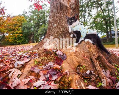 Blakc und weißes Kätzchen draußen steht auf Baumwurzeln, trägt eine grüne Jacke mit weißen gefüttert. Sie ist aufmerksam, schaut etwas in der Ferne an, Stockfoto